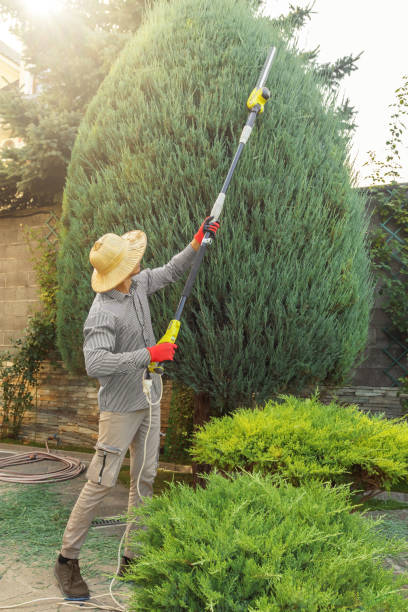 Large Tree Removal in Franklin Furnace, OH